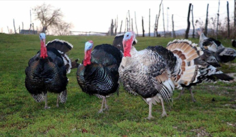 Hindi Eti Mutlu Ediyor!